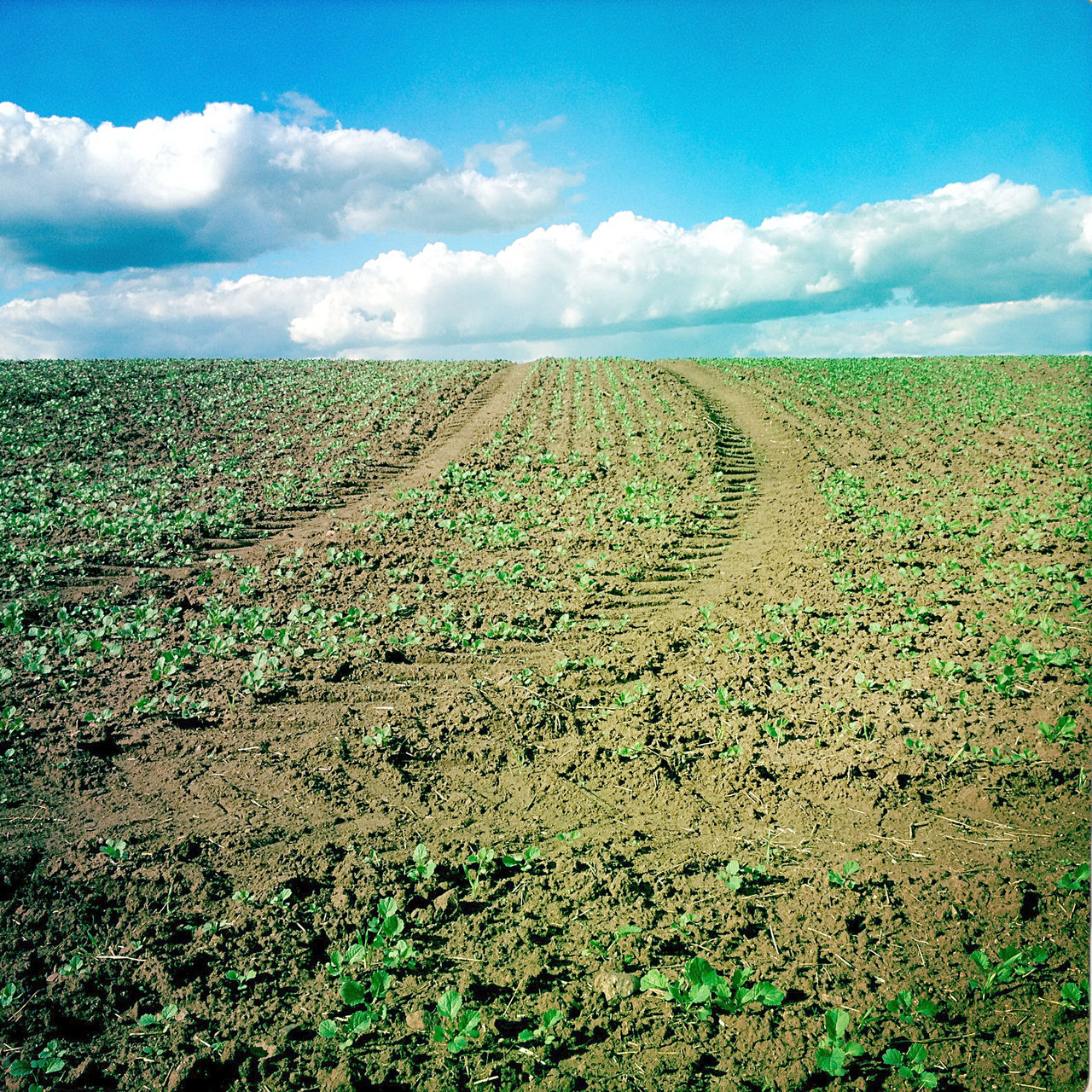 Eine junges Rübenfeld mit aufkeimenden Pflanzen vor starkblauem, schönwetterbewölktem Himmel wird von einer Traktorspur durchbrochen.