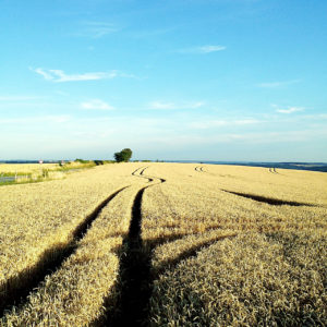Ein reifes Getreidefeld bis zum Horizont. Tiefscharz furchen die Spuren der bearbeitenden Traktoren im Licht von Links. In der Mitte ein rechts-links-Schlenker