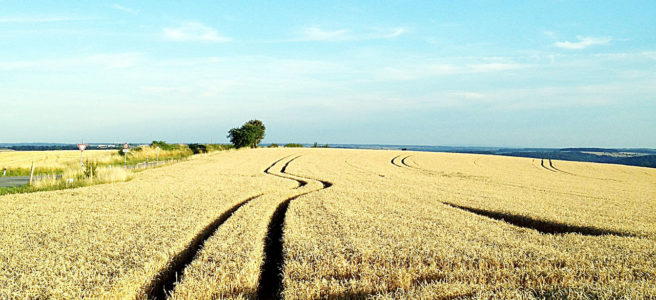 Ein reifes Getreidefeld bis zum Horizont. Tiefscharz furchen die Spuren der bearbeitenden Traktoren im Licht von Links. In der Mitte ein rechts-links-Schlenker