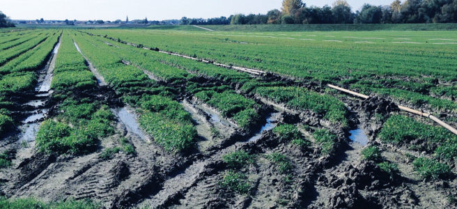 Verwühltes Stück Ackerland, etwa drei viertel des Bilds zeigen Reifenspuren großer Landmaschinen auf einem grünen Feld. Am Horizont ein dunkler Streifen Hecken und blassblauer Himmel.